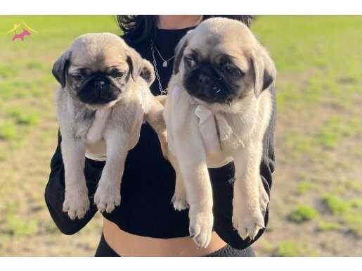 SAFKAN PUG YAVRULARIMIZ 