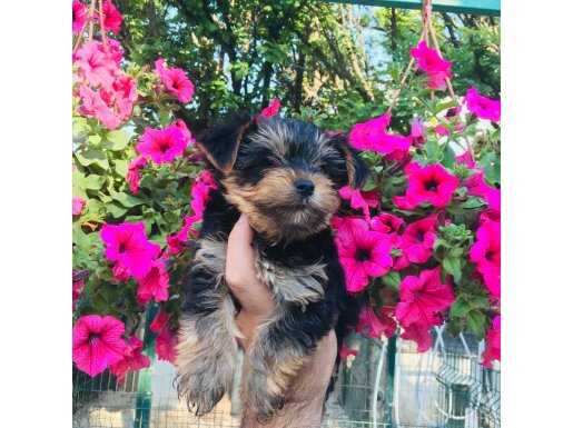 SAFKAN YORKSHİRE TERRİER YAVRULARIMIZ 