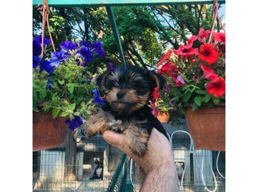 MÜKEMMEL YORKSHİRE YAVRULARIMIZ