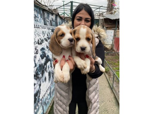 SAFKAN ELİZABET BEAGLE YAVRULARIM
