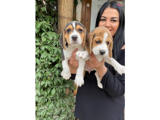 MÜKEMMEL ELİZABET BEAGLE YAVRULARIM 