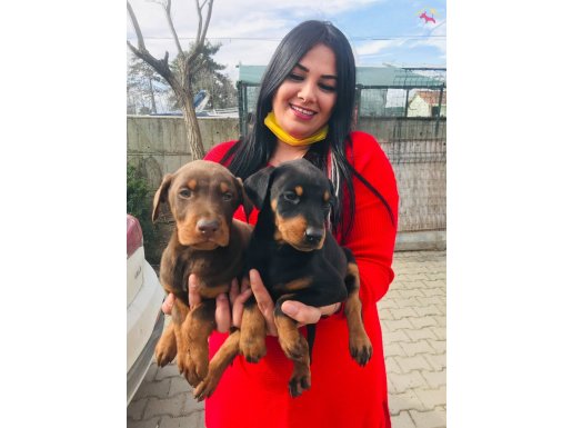 KİNG DOBERMAN YAVRULARIM