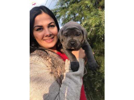 DEV CANECORSO YAVRULARIMIZ 