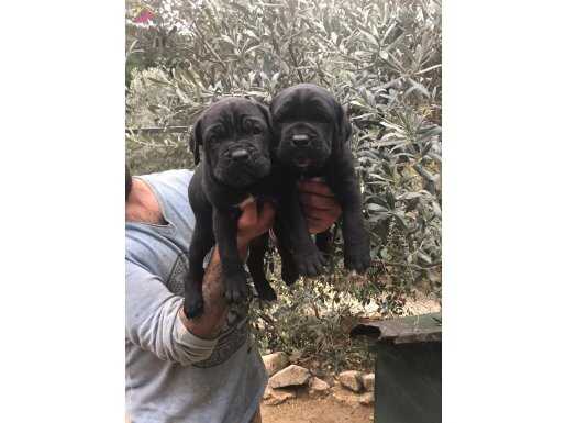 SAFKAN CANE CORSO YAVRULARIMIZ 