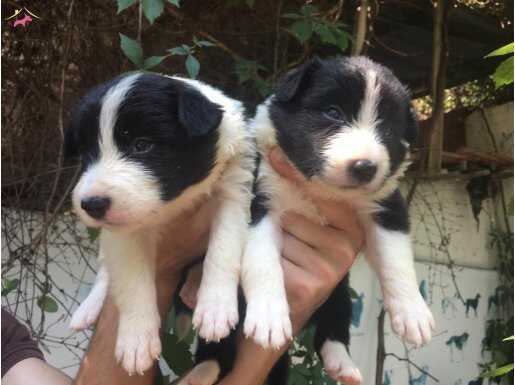 SAFKAN BORDER COLLİE YAVRULARIM 