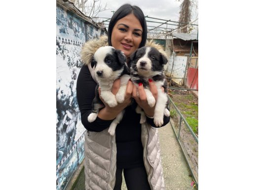 SAFKAN BORDER COLLİE YAVRULARIM 