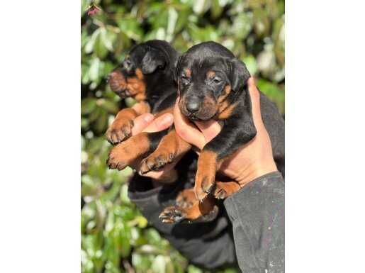 SAFKAN KİNG DOBERMAN YAVRULARIM