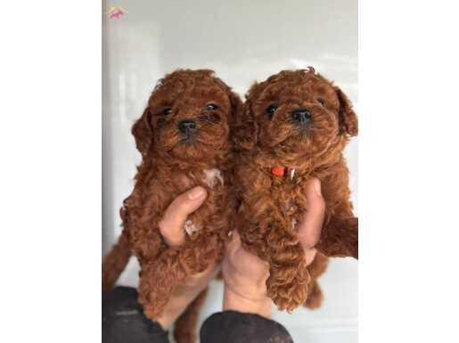 Redbrown toypoodle yavrularım