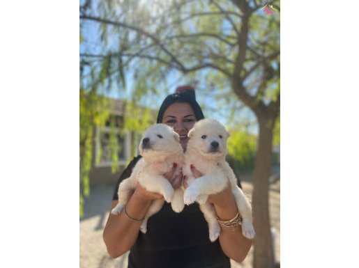 Pamuk gibi safkan samoyed yavrularım 