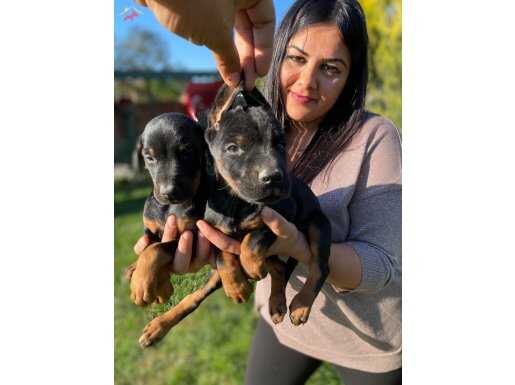 Mükemmel king doberman yavrularım