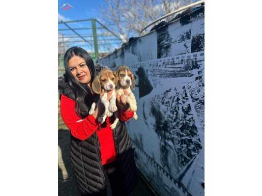 Elizabeth beagle yavrularım 