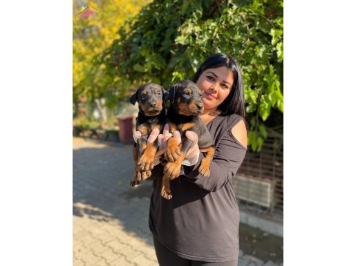 Maskeli King doberman yavrularım 