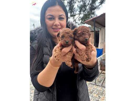 RED BROWN UFACIK POODLE YAVRULARIM 