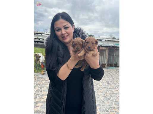 KİLO GARANTİLİ TOY POODLE YAVRULARIM