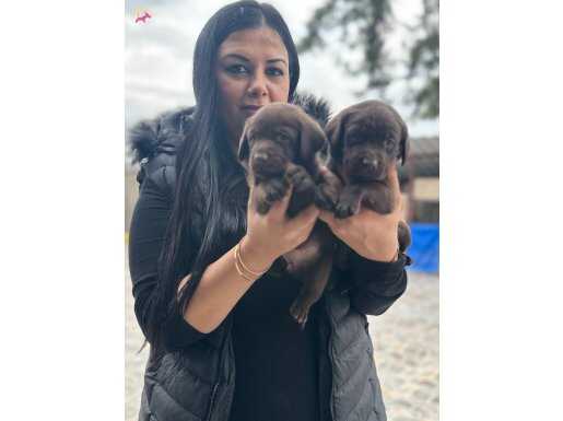 Çikolata labrador yavrularım
