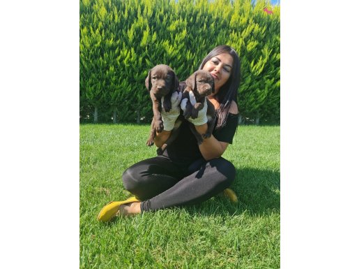 Çikolata Labrador Yavruları | Sosyal ve Oyuncu