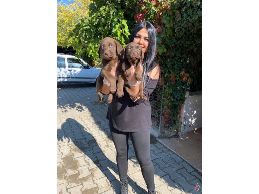 Mükemmel çikolata labrador  yavrularım