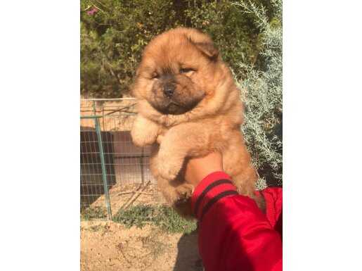 Pofidik çin aslanı yavrularım 