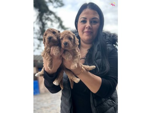 Avuca Sığan Kıvırcık Neşe: Toy Poodle Yavruları