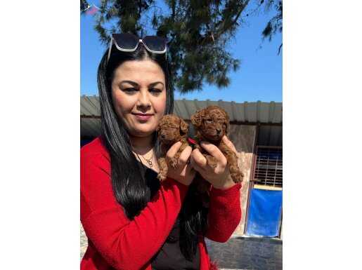 Avuç İçi Kadar Kızıl Peluş: Safkan Red Brown Toy Poodle Yavrularım