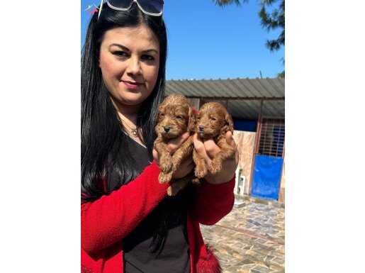 Bursa Osmangazi’de Sosyal Kelebek Safkan Maltipoo Yavruları