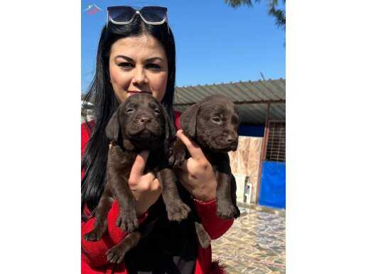 Bursa Osmangazi'de Sosyal ve Safkan Çikolata Labrador Yavruları