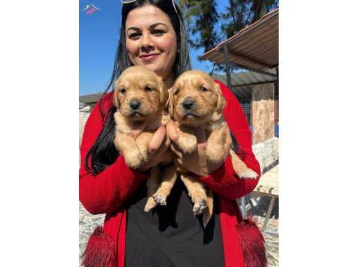 Bursa Osmangazi’de Sosyal Kelebek Baby Face Golden Yavruları