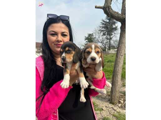 Maske Hattı Belirgin Estetik Beagle Yavruları | Bursa Osmangazi