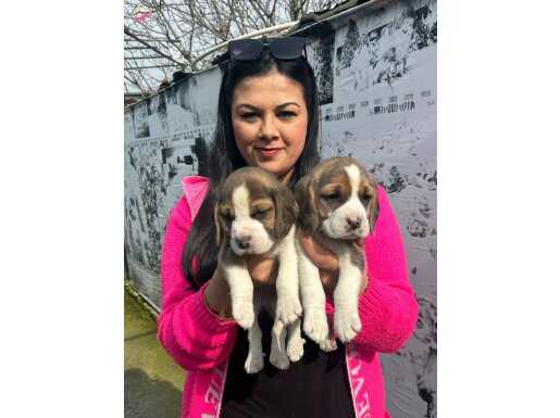 Maskeli Yüz Hatlarıyla Dikkat Çeken Safkan Beagle Yavruları