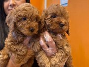 Irk garantili harika toy poodle yavrularım