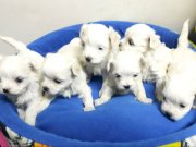 Kore Maltese teriyer yavrularımız