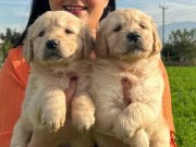 Baby face GOLDEN RETRİEVER YAVRULARIMIZ 