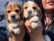 SAFKAN ELİZABET BEAGLE YAVRULARIM 