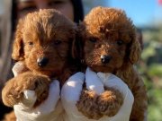 TOY-POODLE YAVRULARIMIZ