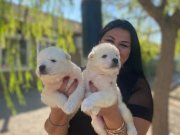 Pamuk gibi safkan samoyed yavrularım