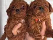 Redbrown toypoodle yavrularım