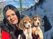 Elizabeth beagle yavrularım 