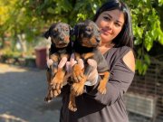 Maskeli King doberman yavrularım 