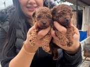 RED BROWN UFACIK POODLE YAVRULARIM 