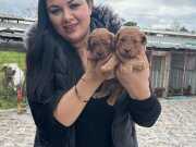 KİLO GARANTİLİ TOY POODLE YAVRULARIM