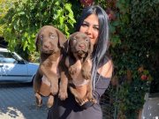 Mükemmel çikolata labrador  yavrularım