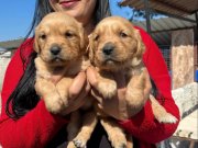 Bursa Osmangazi’de Sosyal Kelebek Baby Face Golden Yavruları