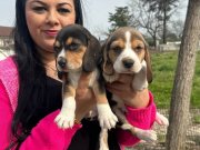 Maske Hattı Belirgin Estetik Beagle Yavruları | Bursa Osmangazi