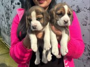 Maskeli Yüz Hatlarıyla Dikkat Çeken Safkan Beagle Yavruları