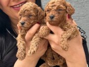 Ufacık Red Brown Poodle Yavrularım