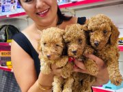 Sağlık ve ırk garantili toy poodle yavrularım