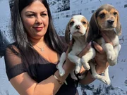 Safkan elizabet beagle yavrularım 