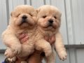 Orijinal Chow Chow yavrularımız