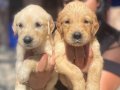 Baby face golden Retriever yavrularımız