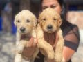 Baby face golden Retriever yavrularımız
